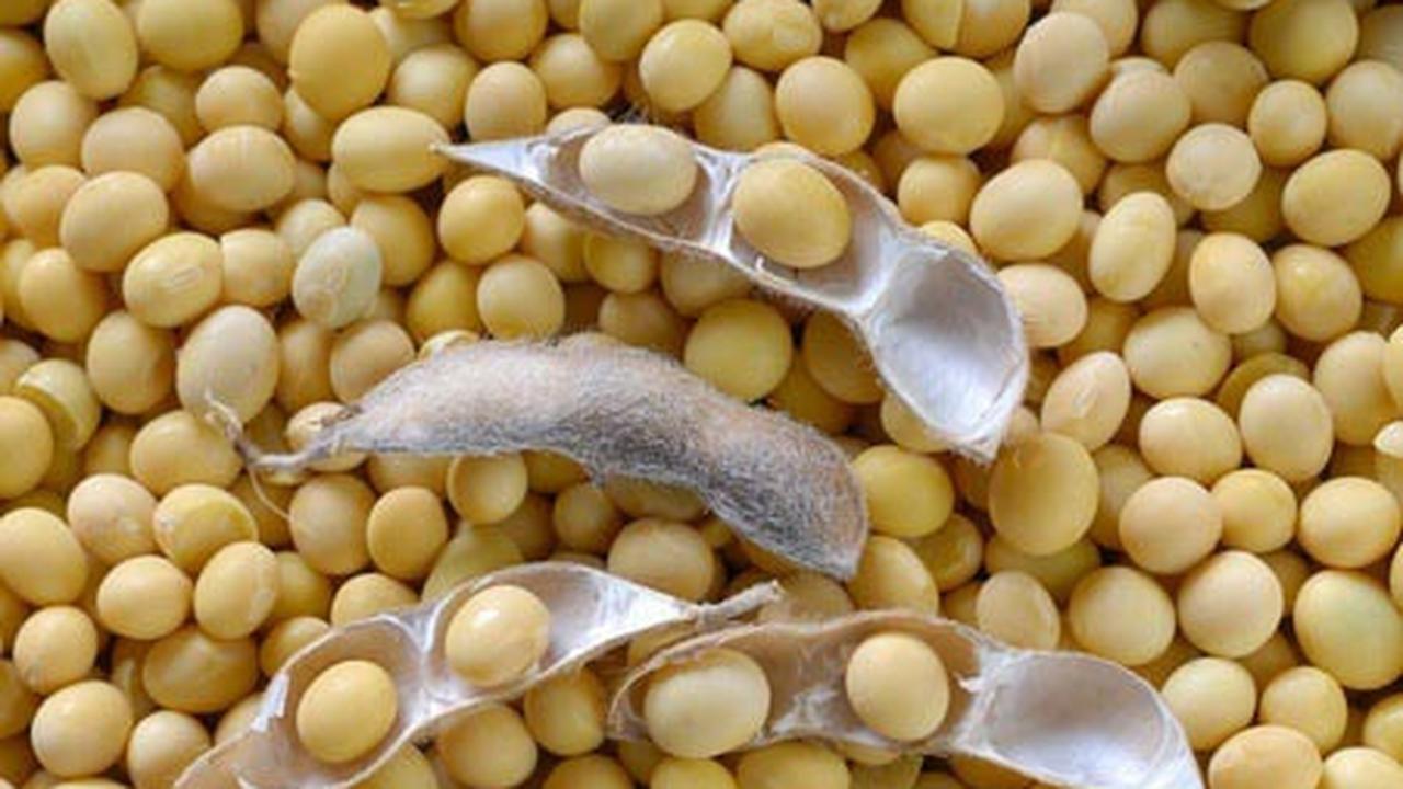 Kacang Kedelai (Susu/Tahu/Tempe)